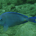 Thumb for Bonaire and Aruba